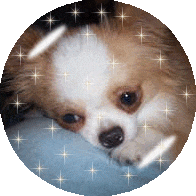 one sparkly dog